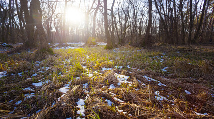 wide spring forest glade in light of sparkle sun, seasonal outdoor forest scene © Yuriy Kulik