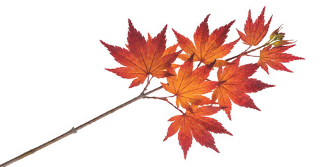 Fototapeta premium Vibrant autumn maple leaves on branch vector illustration with bright red and orange colors
