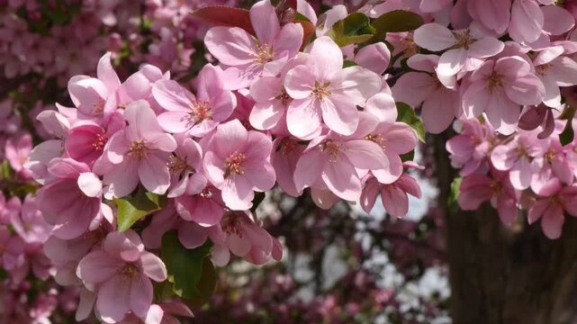 An apple tree branch with beautiful pink flowers sways in the wind on a clear spring day.