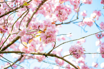 Obraz premium Blooming pink Japanese sakura on sunny day. Spring.