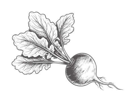Hand drawn of a single beet with green leaves and roots vegetable food
