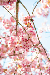 Obraz premium Blooming pink Japanese sakura on sunny day. Spring.