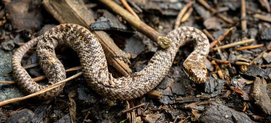 Obraz premium Common Viper. Small camouflage snake in natural forest habitat on ground with wood debris, brown and gray scales blend with environment, close up wild reptile in wild, beautiful detailed creature
