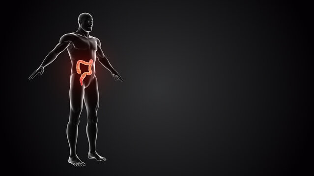 Human body with Large intestine
