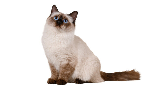 Isolated beautiful long-haired colorpoint cat with blue eyes sitting and looking up