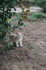Obraz premium Light colored little kitten under rose bush outdoors, space for text, vertical photo of adorable kitten