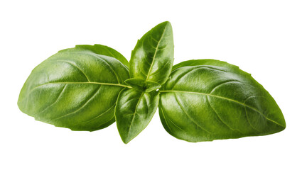 Fototapeta premium Isolated fresh green basil herb leaves, vibrant cooking ingredient, aromatic healthy food
