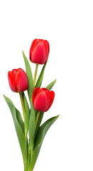 Fototapeta premium A bouquet of three red tulips with green leaves isolated on transparent background