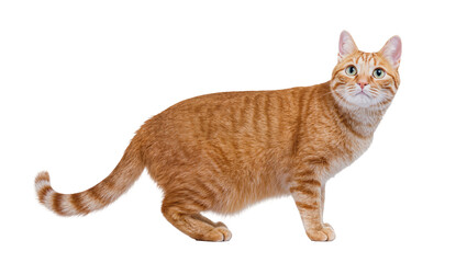 Isolated beautiful ginger striped domestic tabby cat standing alert with curious green eyes © Claudia