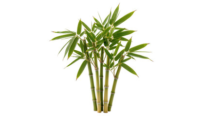 Isolated fresh vibrant green bamboo stalks with leaves, a symbol of growth and oriental nature