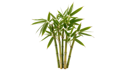 Fotobehang Rustgevend Isolated fresh vibrant green bamboo stalks with leaves, a symbol of growth and oriental nature  © Fernando
