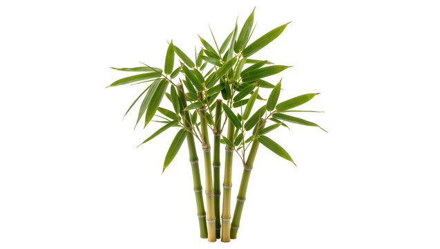 Isolated fresh vibrant green bamboo stalks with leaves, a symbol of growth and oriental nature