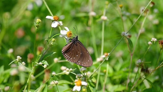 Slow Motion Small Crow Butterfly Gently Feeding on Tiny White Wildflowers in a Bright Lush Garden with Soft Green Bokeh, Peaceful Natural Atmosphere Before Graceful Takeoff