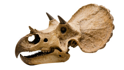 Isolated detailed ancient fossilized skull of a powerful Triceratops dinosaur species © Joao
