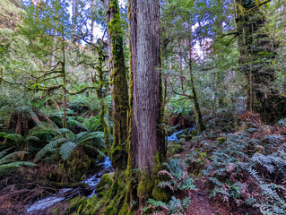 Lush temperate rainforest with moss-covered trees, ferns, and flowing stream in Australian © Daniel