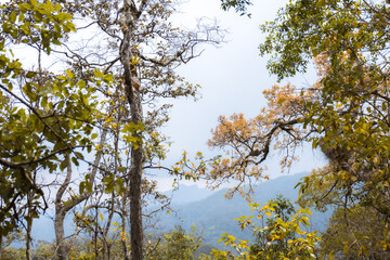 Obraz premium Serene nature landscape featuring green leaf and branch detail on tall tree framing distant mountain peak under clear sky creating peaceful scenery and tranquil forest environment outdoor