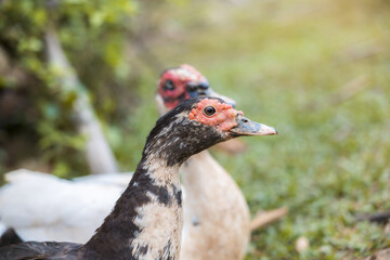 Obraz premium Close up of calm muscovy duck bird looking curious standing on green grass outdoors in nature with another poultry fowl animal waterfowl blurred in rural farm background during sunny day