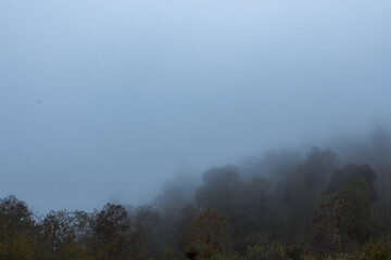 Tranquil landscape scene featuring dense forest covered in heavy morning fog with soft blue sky...