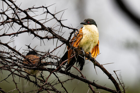 Burchell&rsquo;s Coucal (Vleiloerie) (Centropus burchelii) in Mbuluzi Game Reserve, Eswatini