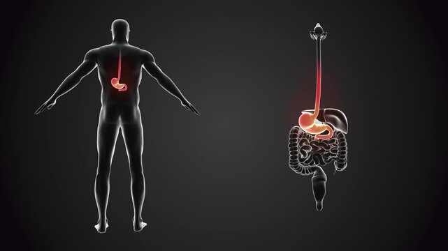 Human body with stomach anatomy 