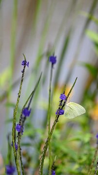 Delicate lemon emigrant butterfly gently flutters wings on vibrant purple flowers in dreamy garden before flying away