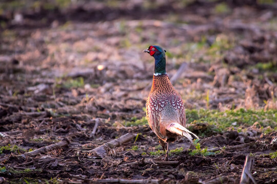 Fasan (Phasianus colchicus) auf Feld im warmen Abendlicht