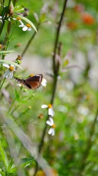 Under bright natural sunlight, a small crow butterfly with white-spotted wings feeds on wildflowers, rises gracefully, hovers in flight, then lands on another blossom in dreamy garden background