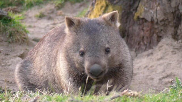 Wild wombat fluffy turning to look at camera sitting on ground near burrow