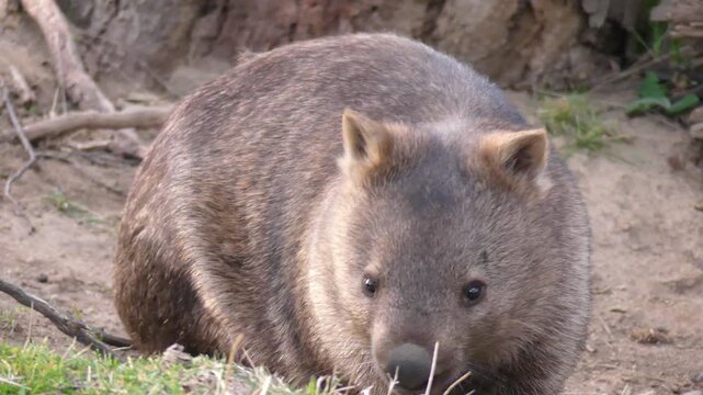 Wild wombat fluffy turning to look at camera sitting on ground near burrow