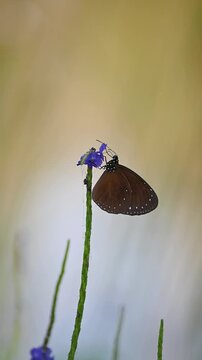 In soft natural glow, a small crow butterfly with white-spotted wings gently feeds on purple flowers before fluttering away into dreamy garden backgroun