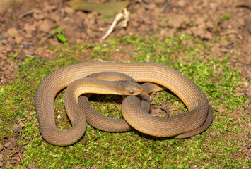 Obraz premium A beautiful adult southern brown egg eater (Dasypeltis inornata) in the wild. A harmless snake from KwaZulu-Natal, South Africa
