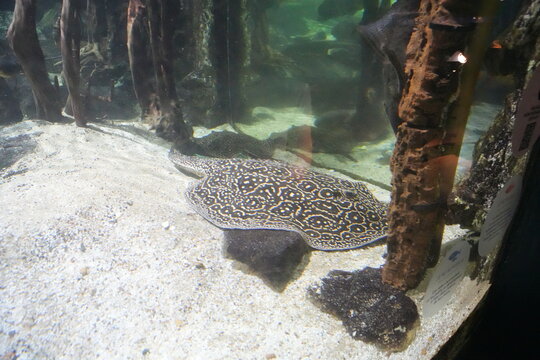 Nage d'une raie dans l'aquarium de Paris