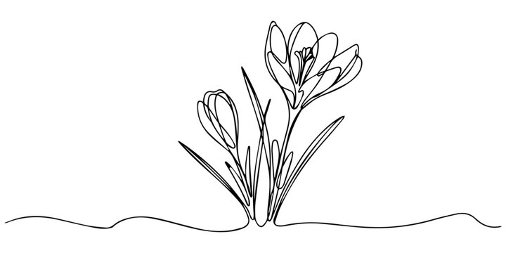 Crocus continuous one line drawing, crocus flowers continuous one line drawing, Spring crocus flower in continuous line art drawing style. Minimalist black linear sketch isolated on white background.