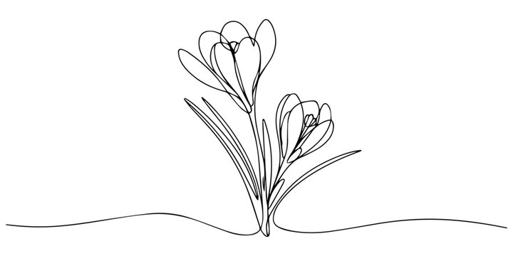 Crocus continuous one line drawing, crocus flowers continuous one line drawing, Spring crocus flower in continuous line art drawing style. Minimalist black linear sketch isolated on white background.
