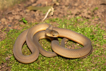 Obraz premium A beautiful adult southern brown egg eater (Dasypeltis inornata) in the wild. A harmless snake from KwaZulu-Natal, South Africa