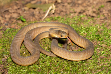 Obraz premium A beautiful adult southern brown egg eater (Dasypeltis inornata) in the wild. A harmless snake from KwaZulu-Natal, South Africa