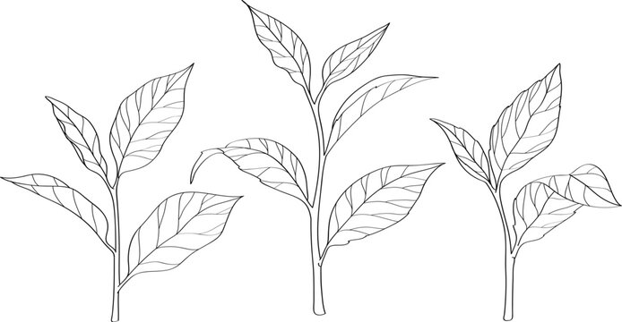 High quality linear realistic vector illustration of a tea tree leaves. Ideal for menus, restaurant and other establishment designs, cosmetic and product label design. Spice and Herbs
