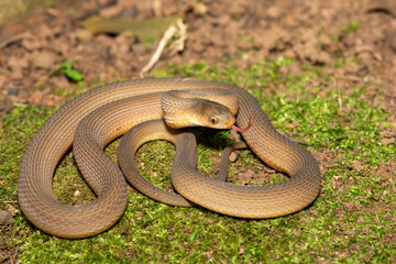 Fototapeta premium A beautiful adult southern brown egg eater (Dasypeltis inornata) in the wild. A harmless snake from KwaZulu-Natal, South Africa