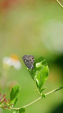 Under bright natural sunlight, a zebra blue butterfly with black and white patterned wings delicately rests on green leaves and performs egg-laying motion on flower calyx in dreamy garden background