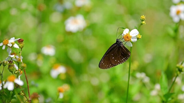 Small Crow Butterfly Feeding on White Wildflowers with Clean Green Bokeh Background, Then Flying Away