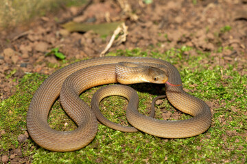 Fototapeta premium A beautiful adult southern brown egg eater (Dasypeltis inornata) in the wild. A harmless snake from KwaZulu-Natal, South Africa