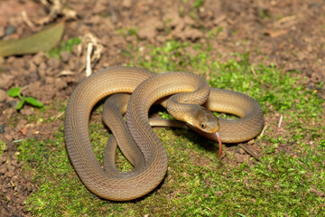 Obraz premium A beautiful adult southern brown egg eater (Dasypeltis inornata) in the wild. A harmless snake from KwaZulu-Natal, South Africa