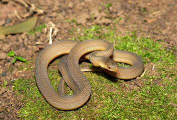 Fototapeta premium A beautiful adult southern brown egg eater (Dasypeltis inornata) in the wild. A harmless snake from KwaZulu-Natal, South Africa