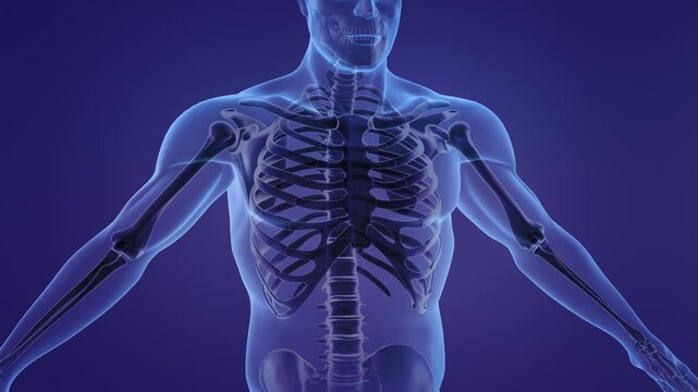Human anatomy animation showing sternum and ribs