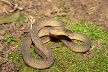 Obraz premium A beautiful adult southern brown egg eater (Dasypeltis inornata) in the wild. A harmless snake from KwaZulu-Natal, South Africa