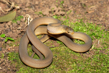 Fototapeta premium A beautiful adult southern brown egg eater (Dasypeltis inornata) in the wild. A harmless snake from KwaZulu-Natal, South Africa