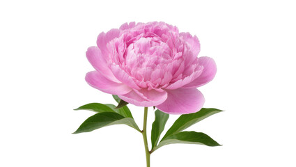 Isolated vibrant pink peony flower with lush green leaves and stem, a beautiful fresh spring blossom.