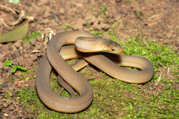 Obraz premium A beautiful adult southern brown egg eater (Dasypeltis inornata) in the wild. A harmless snake from KwaZulu-Natal, South Africa