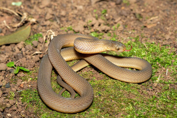 Fototapeta premium A beautiful adult southern brown egg eater (Dasypeltis inornata) in the wild. A harmless snake from KwaZulu-Natal, South Africa