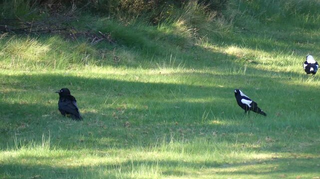 Australian mapgies and crows walking on grass foraging for insects medium shot